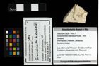 Foto (Objekt + Etiketten) von Goniodromites bidentatus (Reuss, 1859) 